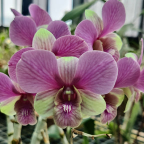 Dendrobium Burana Pink x Narumol Fancy orchid flower - Exquisite pink blooms with stunning patterns