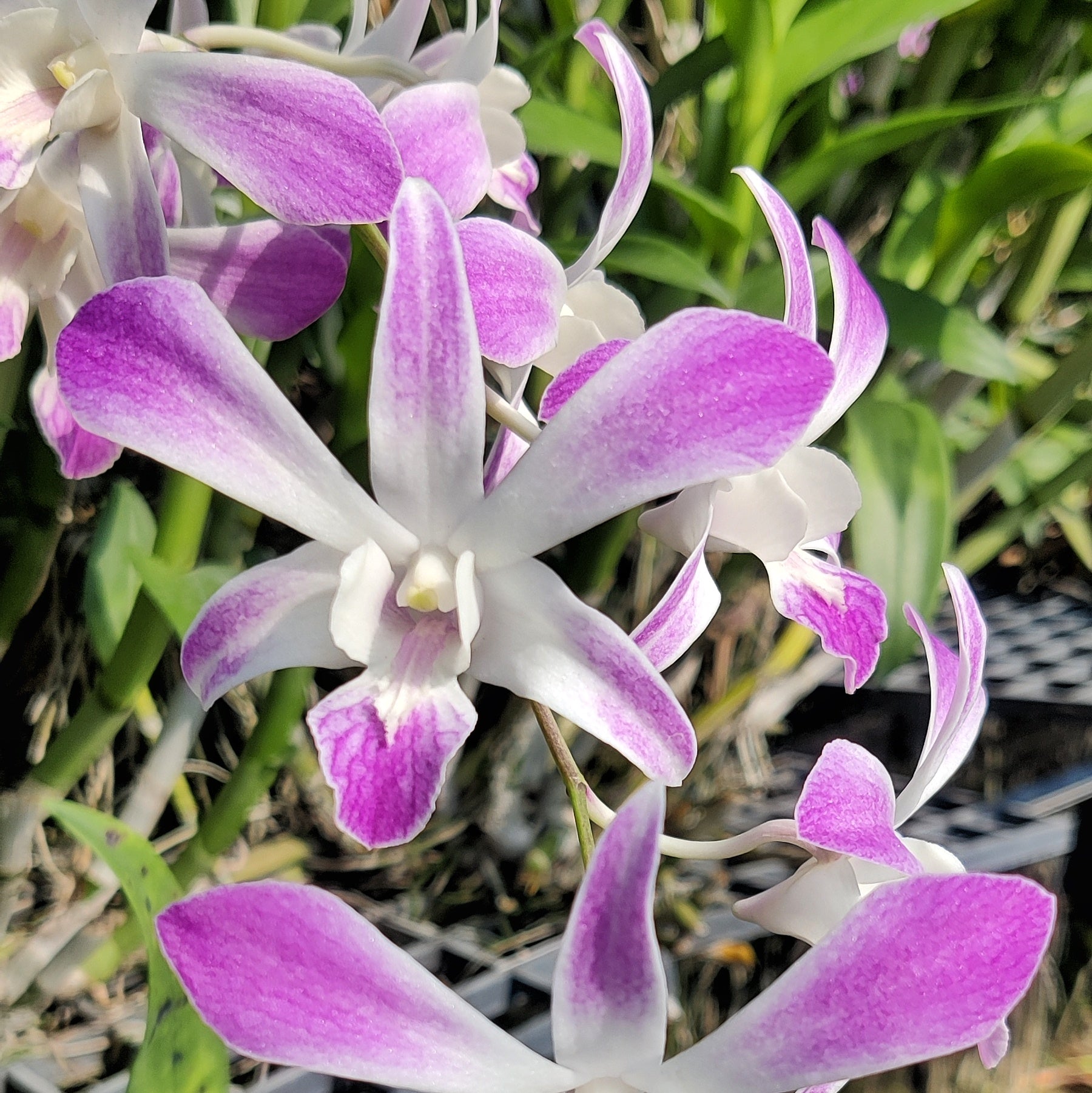 Dendrobium Ceasar Pink Orchid Flower - Stunning Pink Blossoms of Unparalleled Beauty