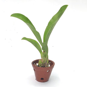 Grammatophyllum Scriptum Mini