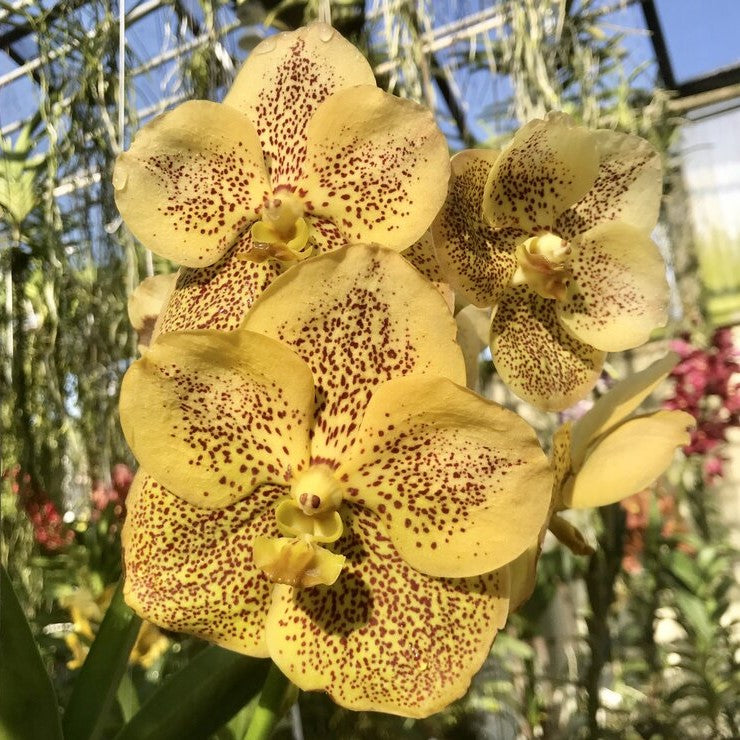 Vanda Prapathom Gold