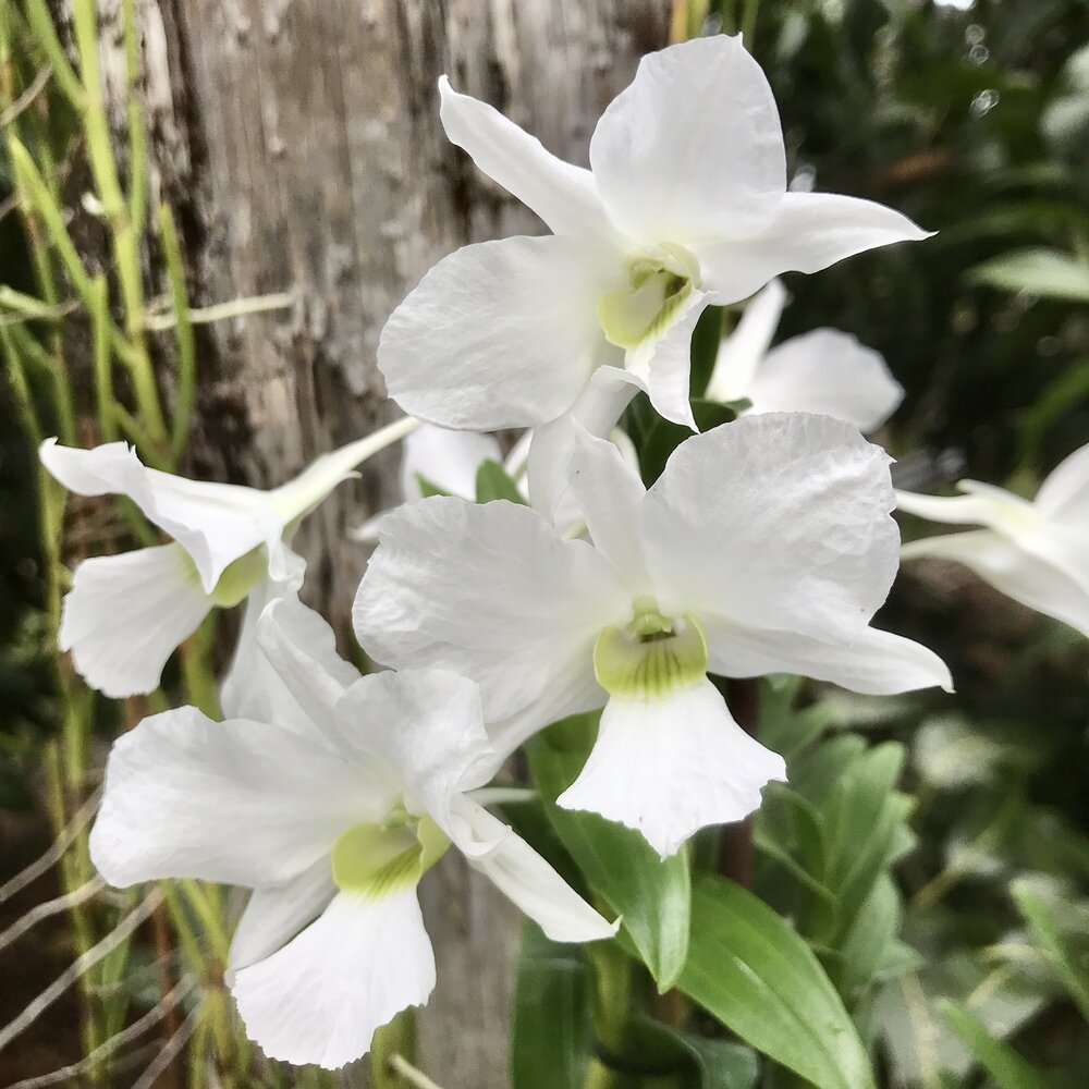 Dendrobium Sanderae