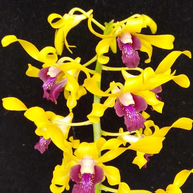 Dendrobium Jairak Goldmine (Twisted)
