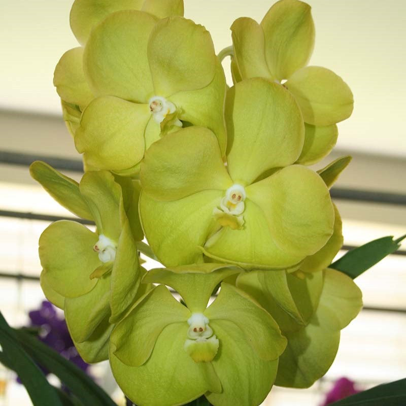 Beautiful blooming Vanda Orchid featuring large, vibrant, long lasting flowers with rich tropical colors, perfect for orchid enthusiasts and collectors.