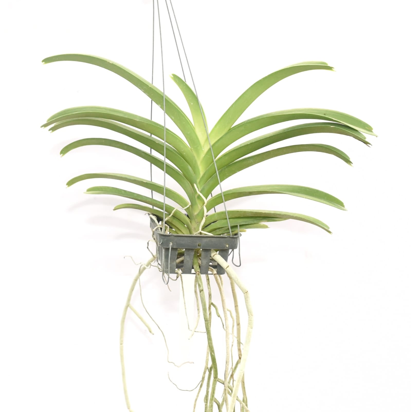 Healthy live Vanda Orchid plant with lush green strap shaped leaves and strong aerial roots, ideal for home gardens and orchid collections.