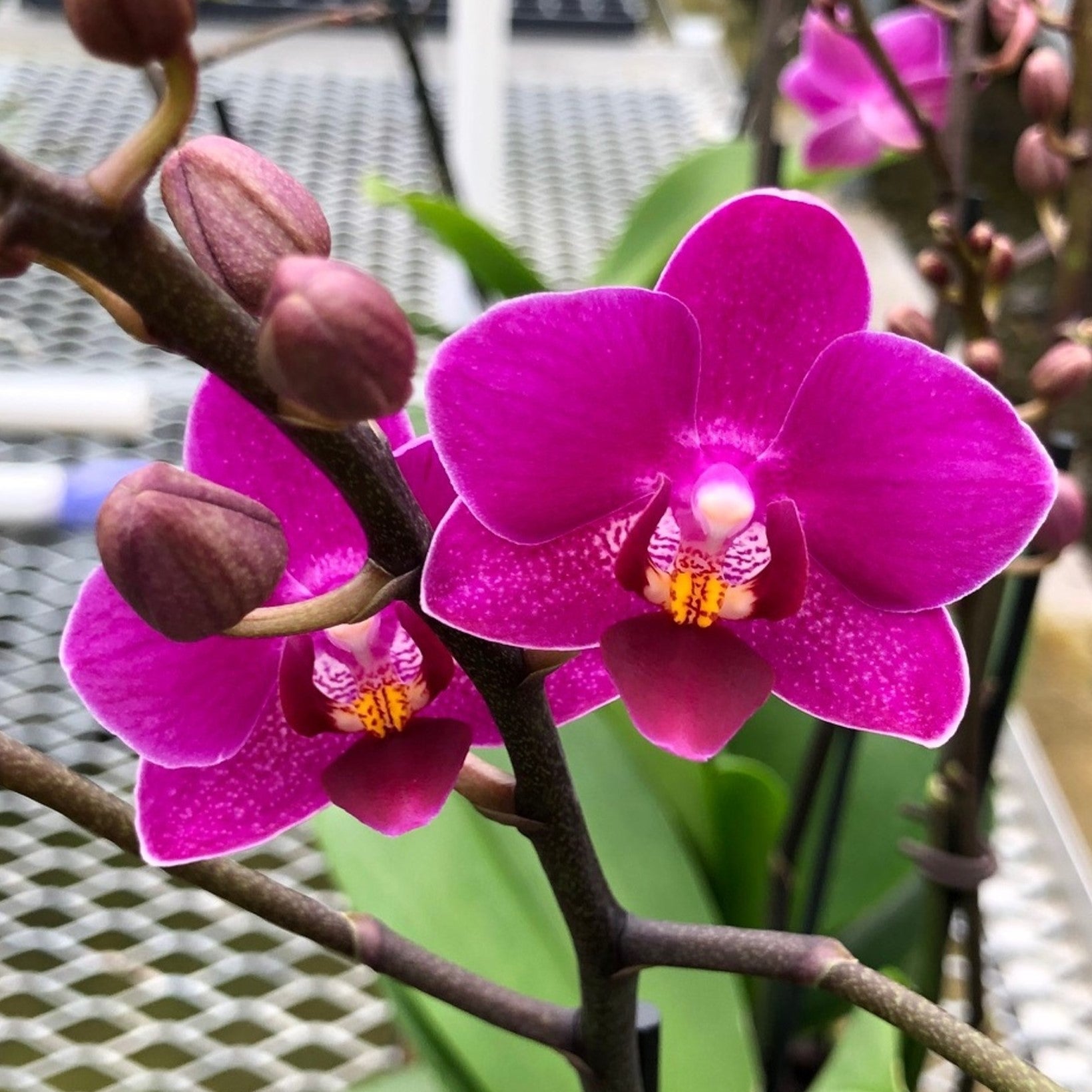 Phalaenopsis Kissy Lips