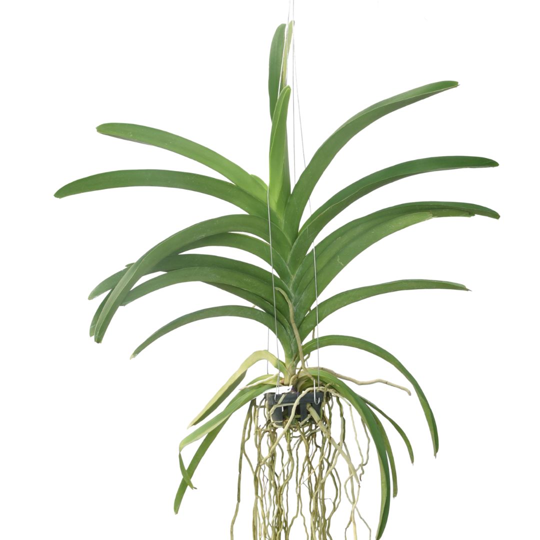 Vanda Kulvadee Fragrant x Dr.Anek x Kultana