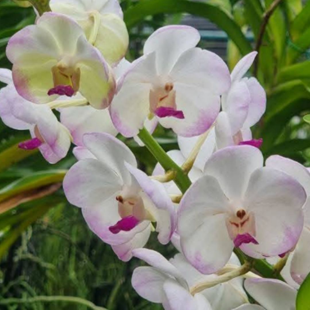 Vanda Luang Prabang