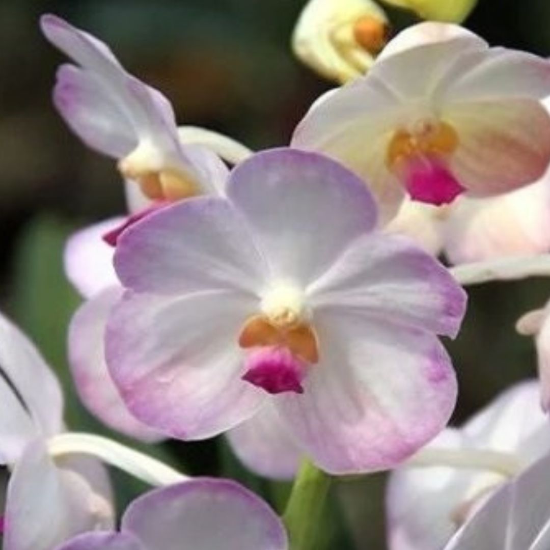 Vanda Luang Prabang