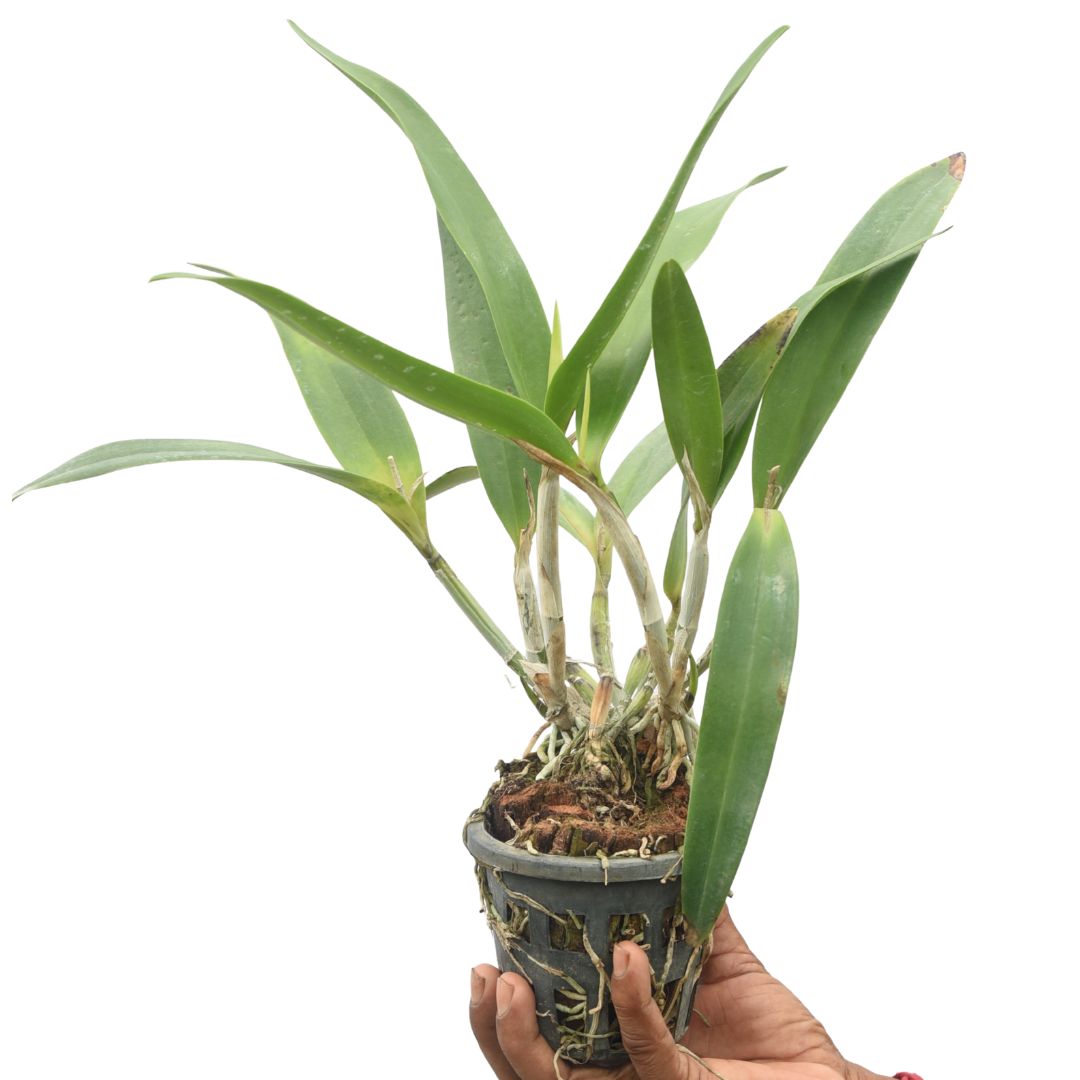 Cattleya Sogo Doll 'Little Angel'