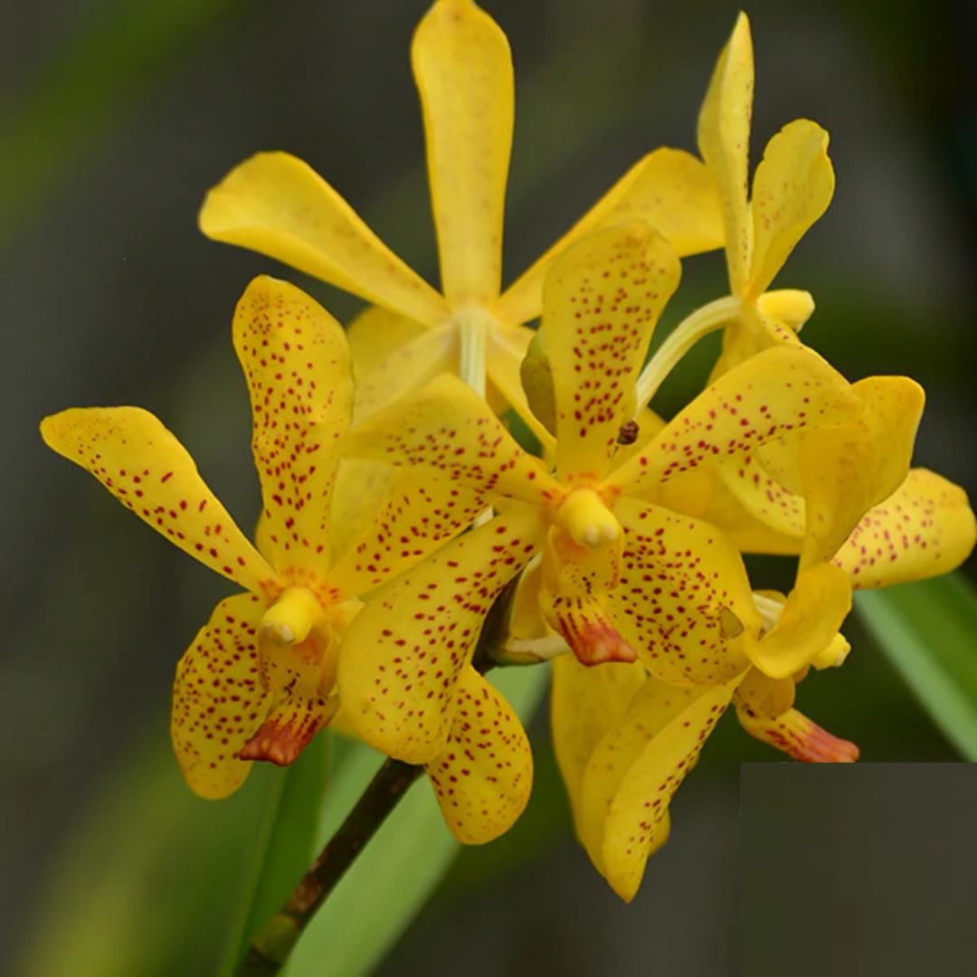 Mokara Sayan x Duang Porn Yellow