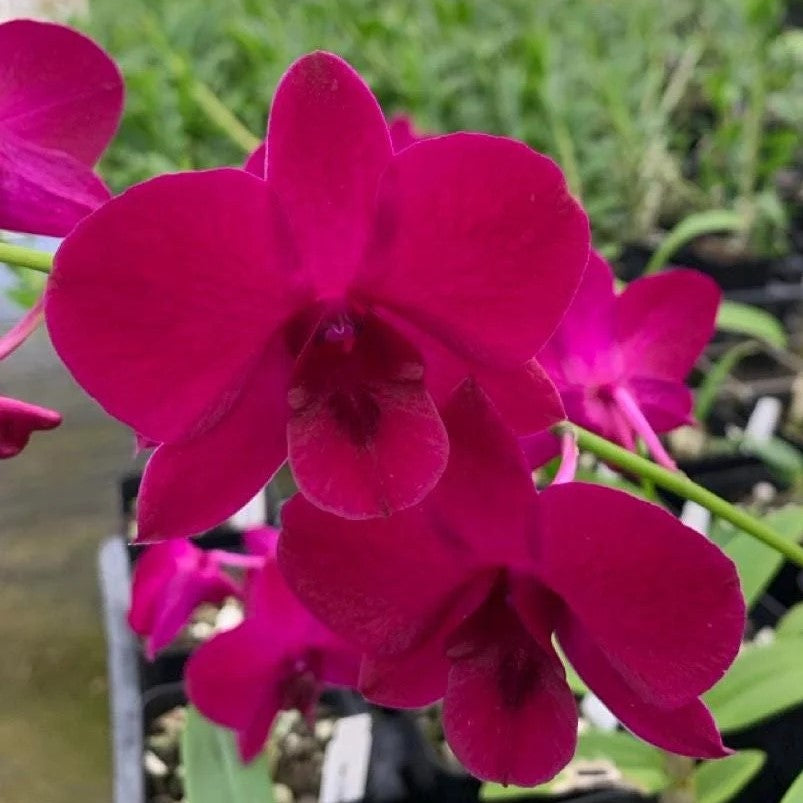 Dendrobium LD Red