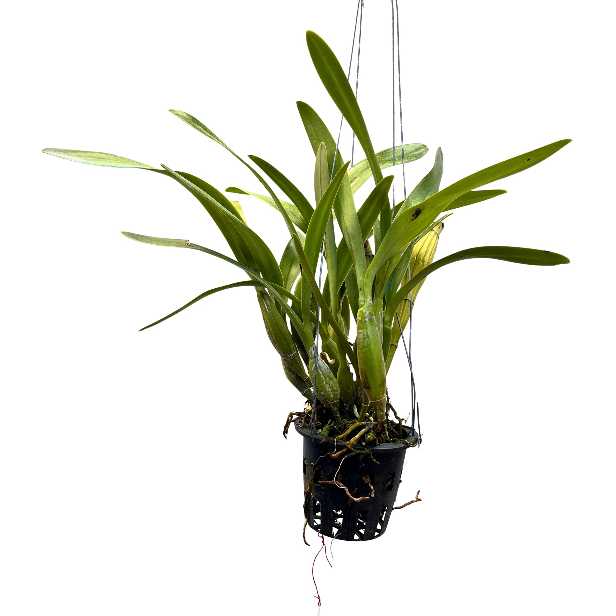 Laelianthe Tandaleyo orchid plant with thick green leaves and pseudobulbs in a pot, healthy cattleya type orchid plant for home gardening, balcony plants, and orchid collection in India.