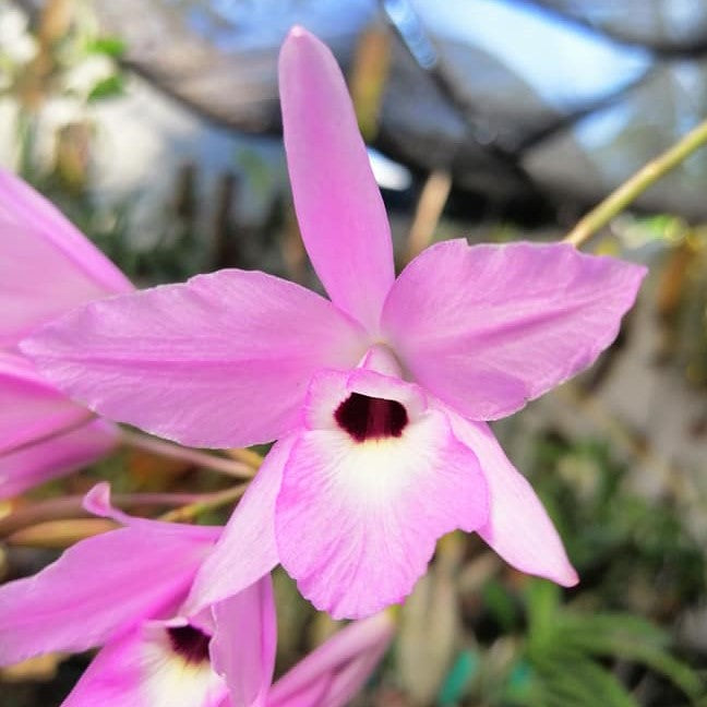 Laelia