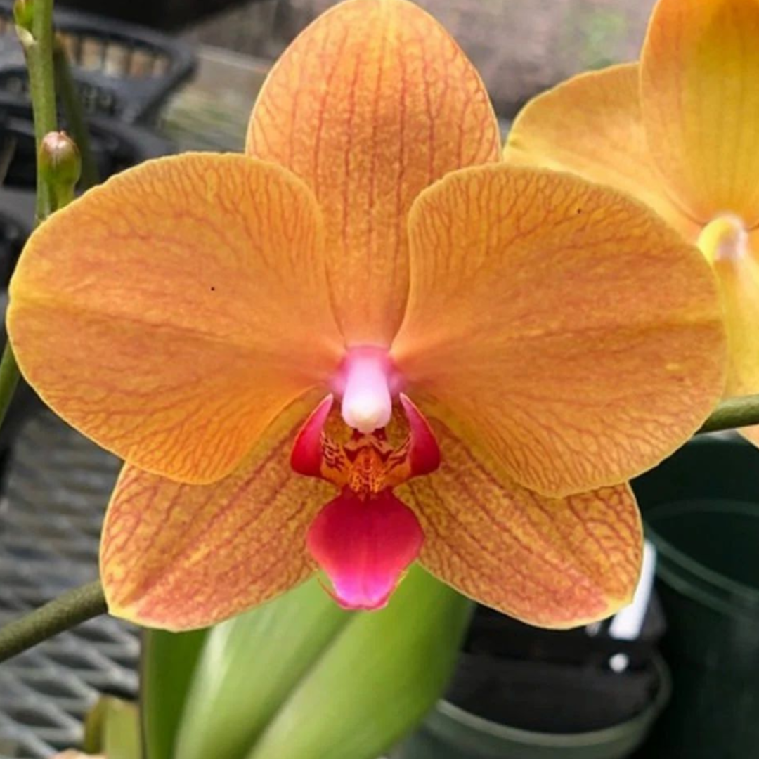 Phalaenopsis Lianher Lucky Cat