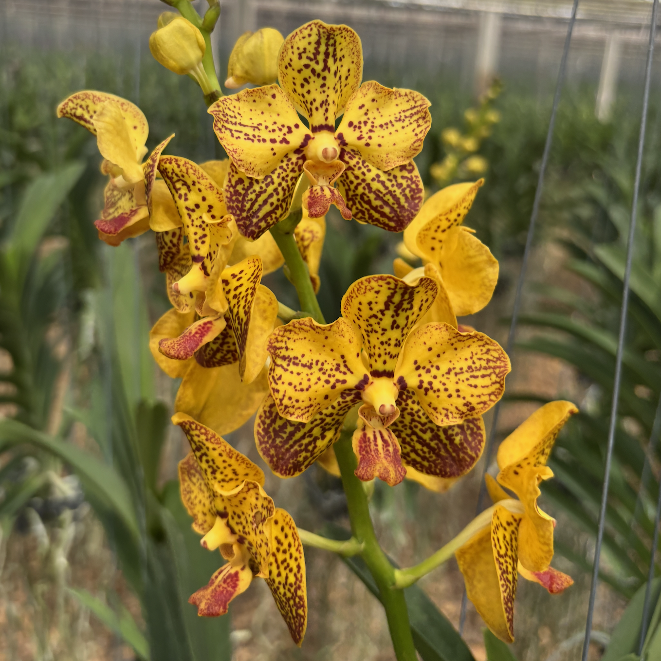 Vanda Suwannaphum Butterfly