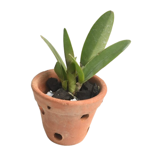 Magic of Granada True Orange orchid plant with healthy green leaves, growing in pot, healthy Cattleya hybrid suitable for Indian climate, beginner friendly indoor orchid plant for home decor and balcony garden