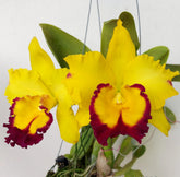 Rhyncholaeliocattleya Memoria Malai Thong