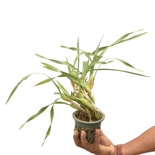 Healthy Maxillaria Memoria Ben Berliner orchid plant with narrow grassy foliage, compact tropical growth, strong roots, and exotic orchid structure suitable for orchid collections, balcony orchid growing, greenhouse displays, mounted orchid culture, and rare orchid enthusiasts in India. Premium Maxillaria hybrid orchid cultivated in West Bengal with decorative foliage and uniquely patterned flowers.