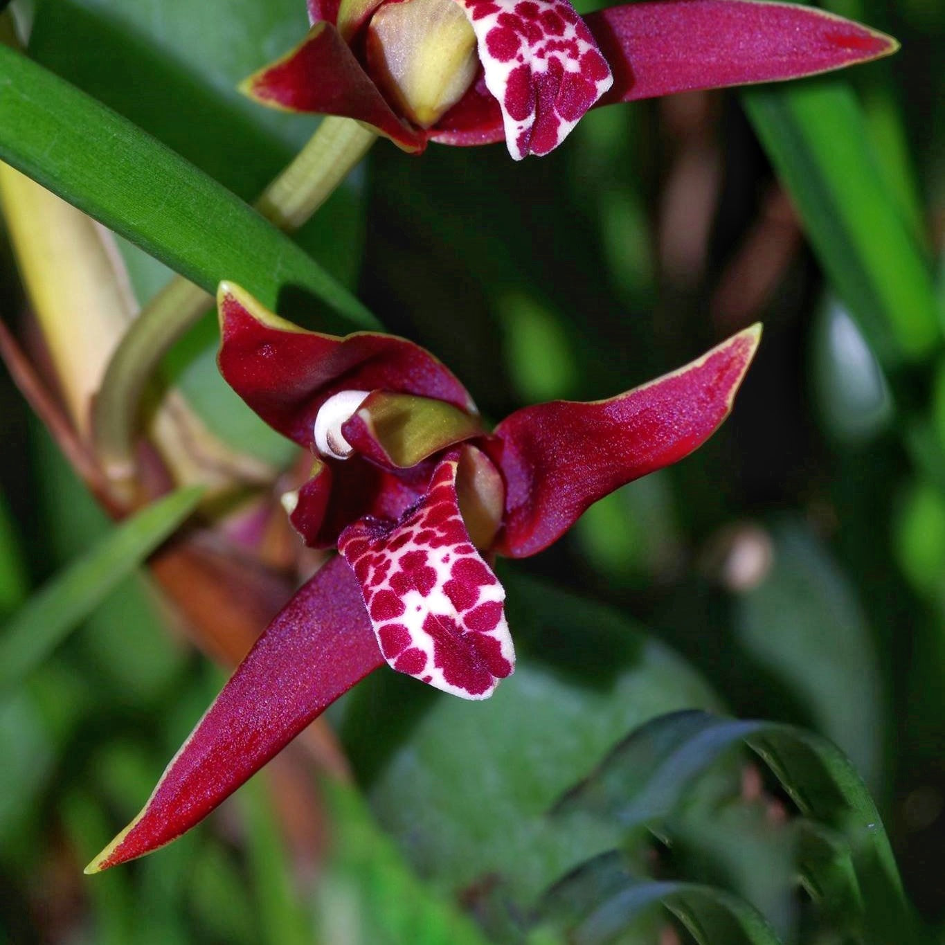 Bring the tropics indoors with the Maxillaria tenuifolia, widely known as the "Coconut Orchid". Famous for its rich fragrance of sweet coconut cream pie, this beginner-friendly beauty produces stunning, deep red-and-yellow star-shaped blooms among lush, grass-like foliage.