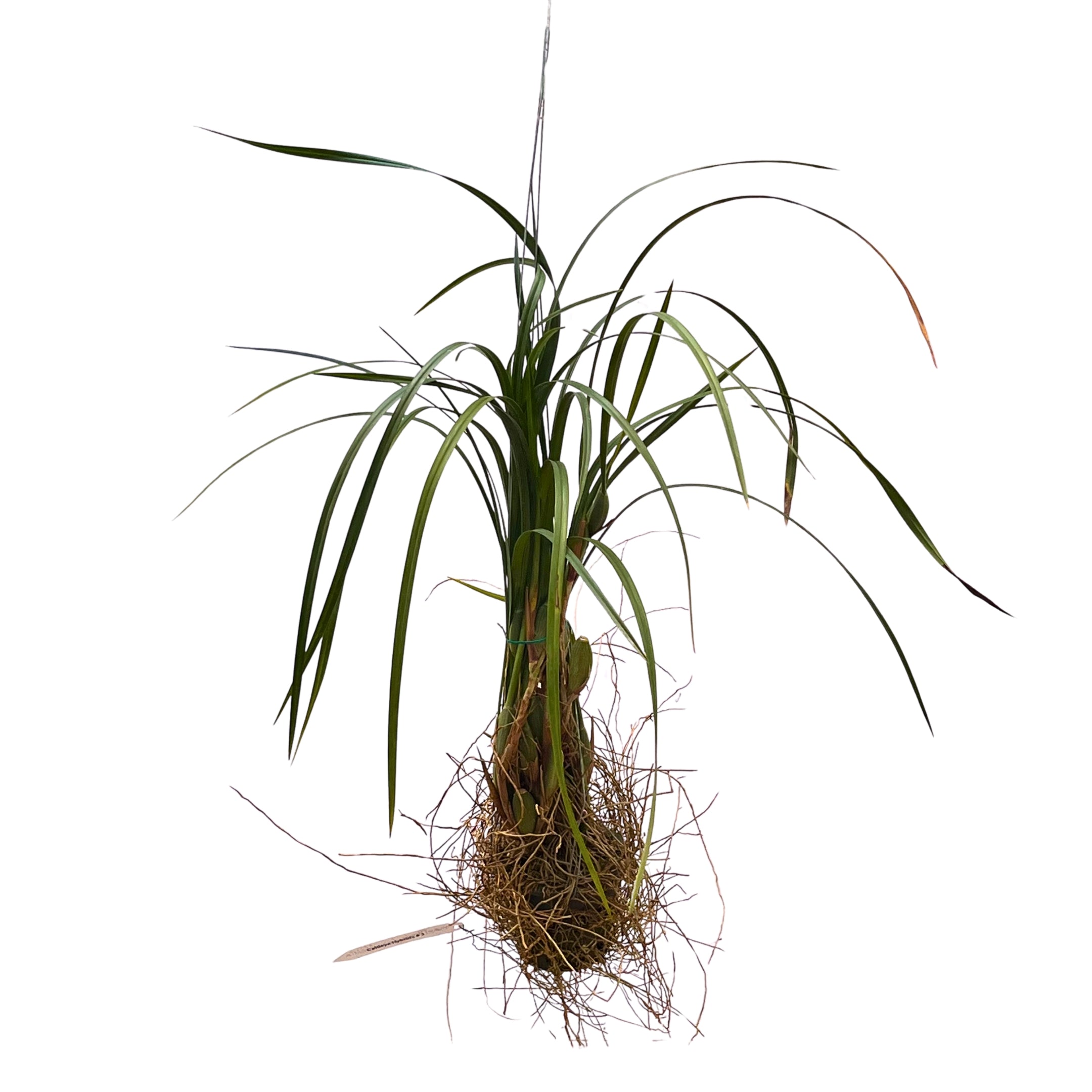 Bring the tropics indoors with the Maxillaria tenuifolia, widely known as the "Coconut Orchid". Famous for its rich fragrance of sweet coconut cream pie, this beginner-friendly beauty produces stunning, deep red-and-yellow star-shaped blooms among lush, grass-like foliage.