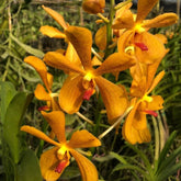 Mokara Oomyai Yellow