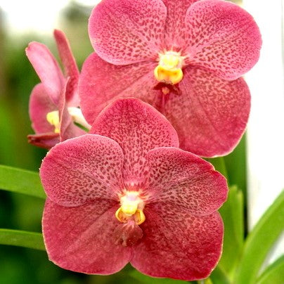 Vanda Dr. Anek x Kulwadee Fragrance