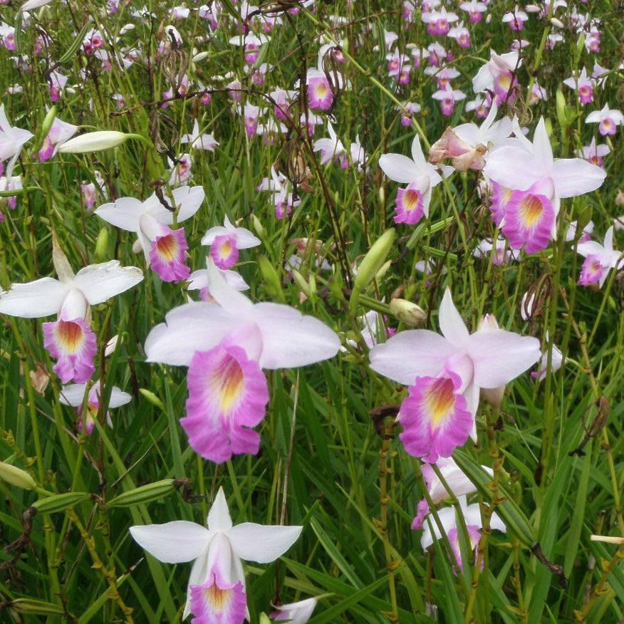 Arundina graminifolia (Bamboo Orchid)