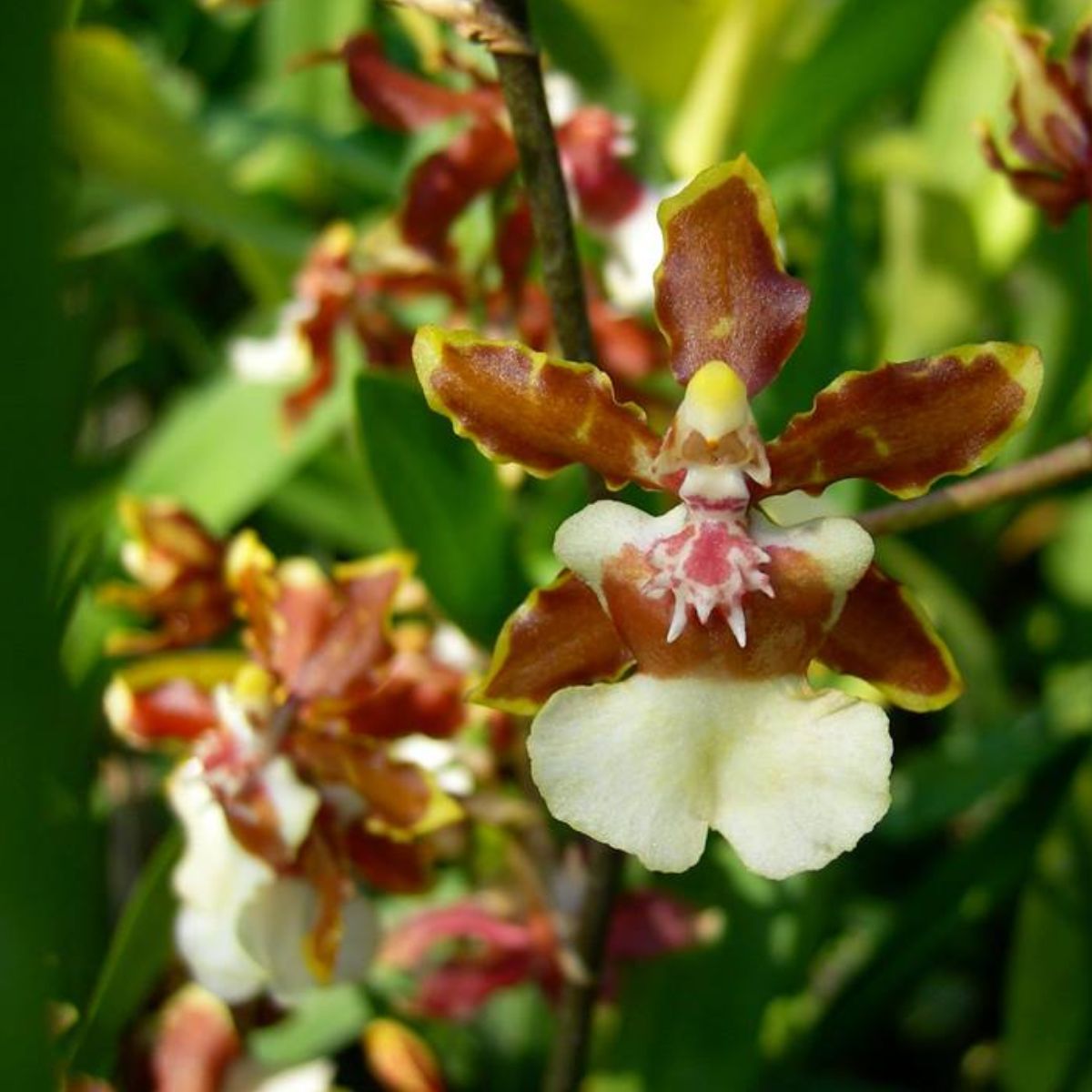 Oncidium Jairak Fragrant orchid flower with chocolate brown petals, creamy white lip and pink markings, fragrant dancing lady orchid bloom, exotic flowering orchid plant India