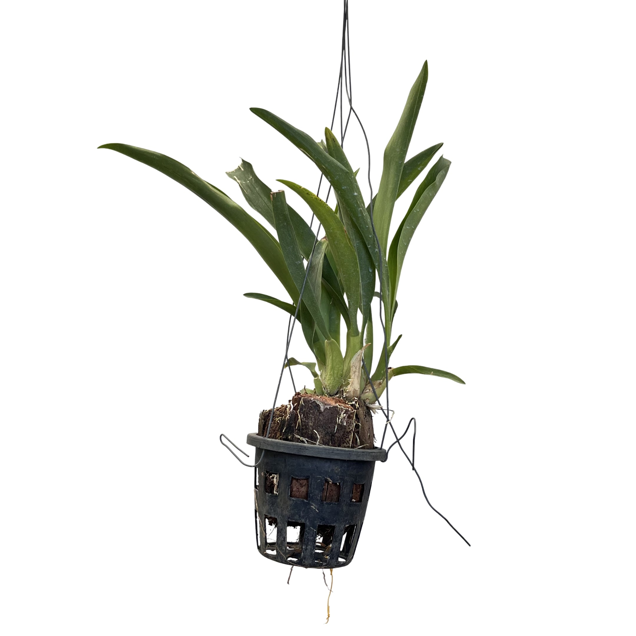 Oncidium Jairak Fragrant orchid plant with green leaves in a pot, fragrant beginner friendly Oncidium hybrid suitable for Indian climate, indoor orchid plant for balcony garden and home decor