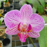 Phalaenopsis Pink Stripe