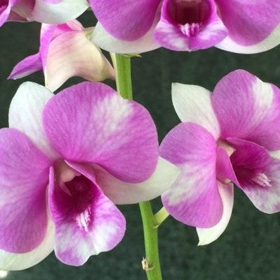 Dendrobium Airy Fancy