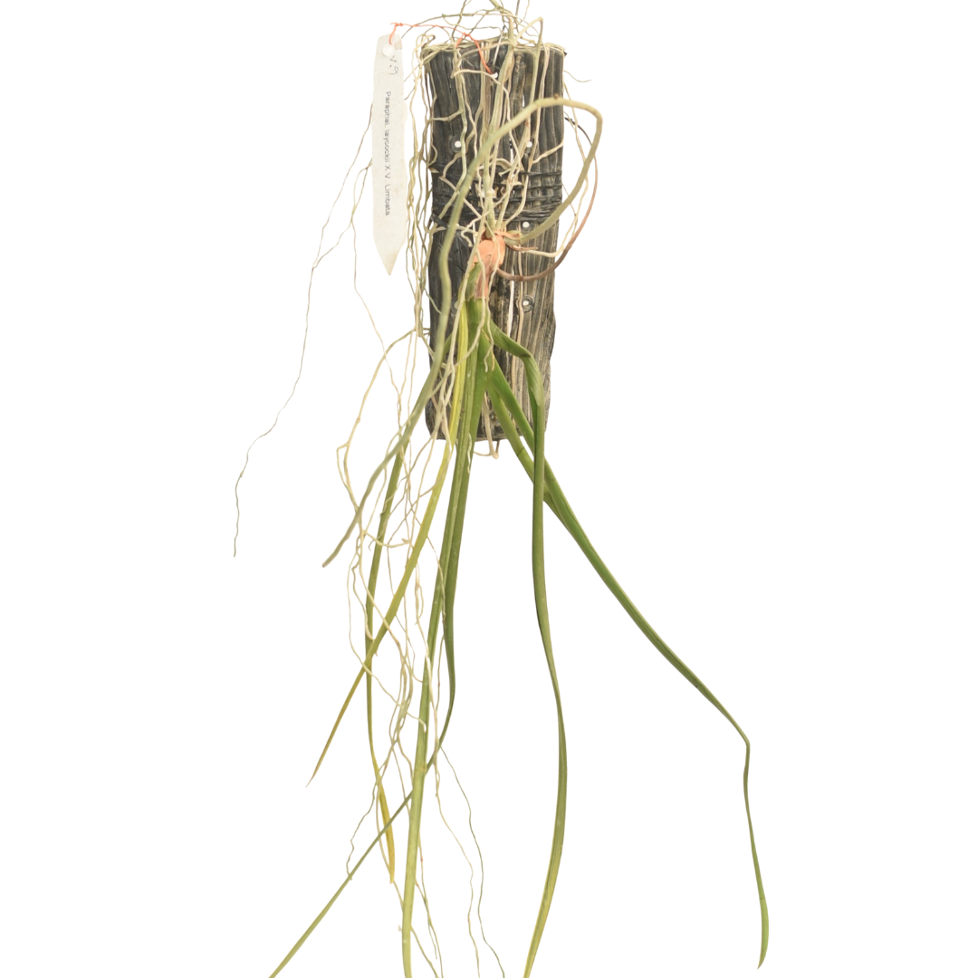 Paraphalaenopsis laycockii x Vanda limbata orchid plant with long terete cylindrical leaves in hanging, rare hybrid orchid ideal for balcony gardening, indoor orchid plants, and orchid collection in India.