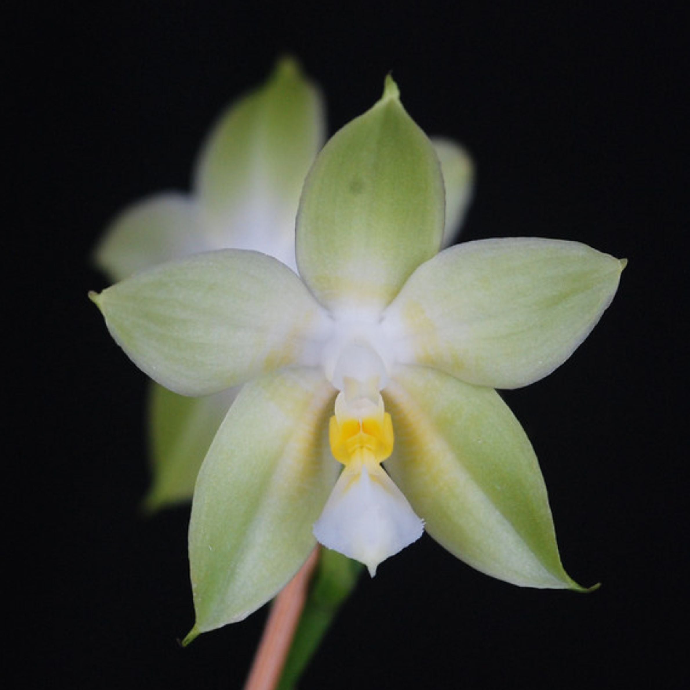 Phalaenopsis hybrid orchid flower from Tivam x Joy Spring Canary x Bellina Alba featuring elegant whitish green blooms, creamy yellow center, and refined tropical orchid beauty ideal for rare orchid collections, premium quality orchid plants online India, and orchid enthusiasts looking to buy live orchid plants online with delivery across India.