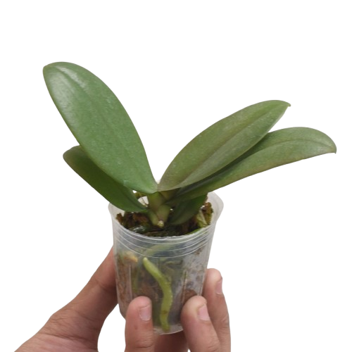 halaenopsis Chia Shing Hot Kiss live orchid plant in pot indoor flowering plant for home decor India Phalaenopsis orchid with vibrant pink bloom 
