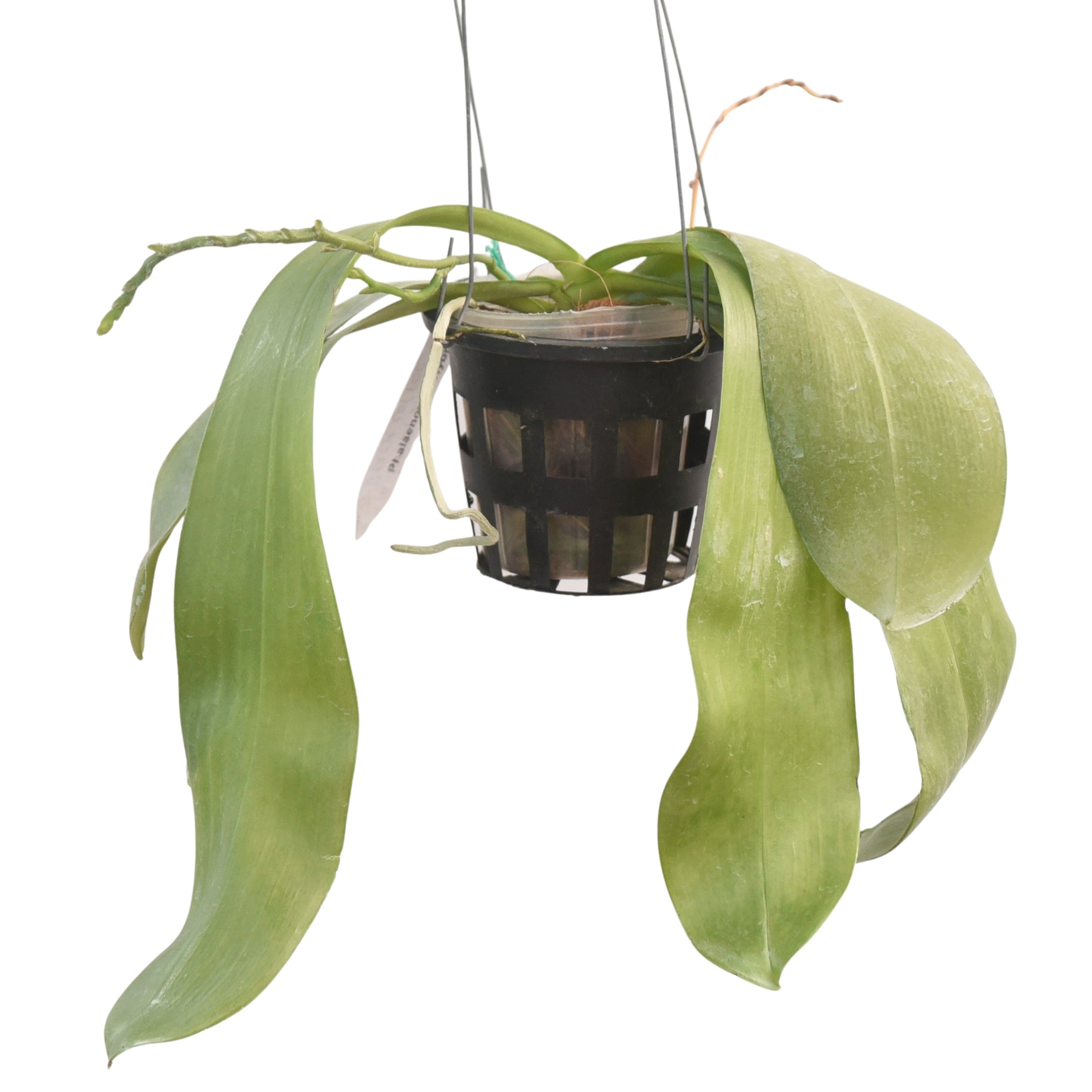Phalaenopsis micholitzii × speciosa ‘Black Coffee’ live orchid plant featuring broad healthy foliage and strong growth, ideal for exotic orchid collections and premium orchid plants online in India from Click Orchid