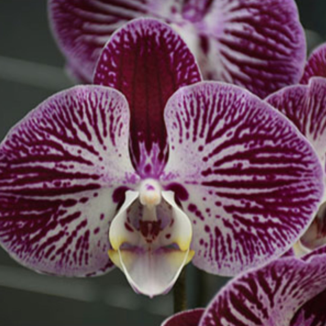 Phalaenopsis Colorful Butterfly Orchid with vibrant multicoloured blooms, a healthy colourful orchid plant for gifting in India