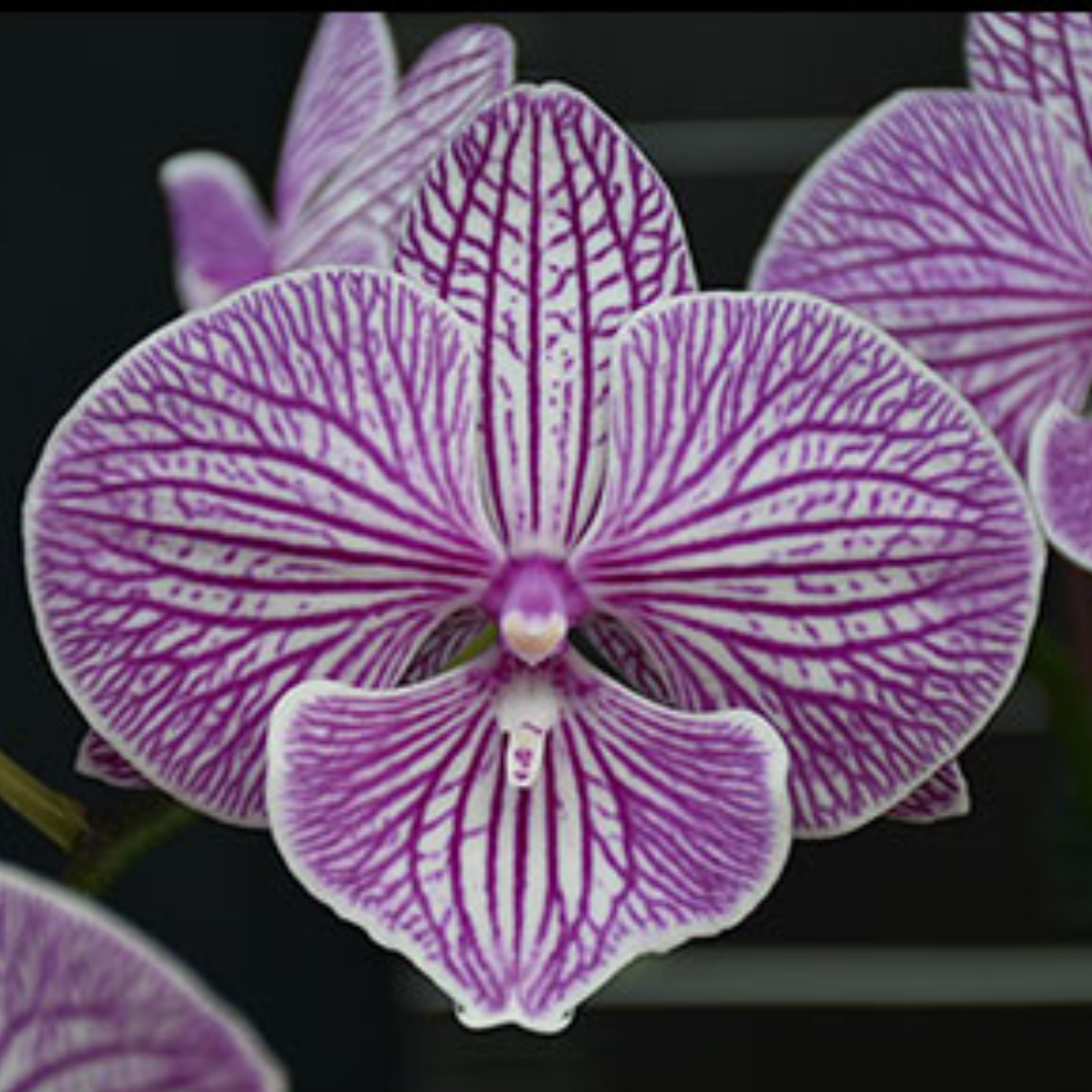 Phalaenopsis Pink Four Peace Orchid with soft pink blooms on an arching spike, a healthy colourful orchid plant for gifting in India