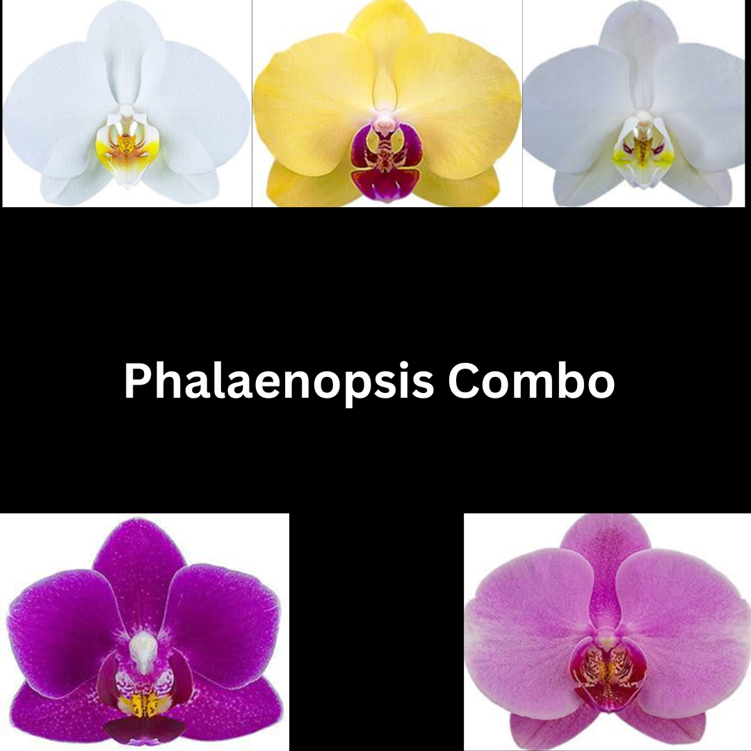 Phalaenopsis Seedling Combo