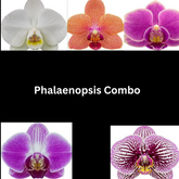 Phalaenopsis Seedling Combo