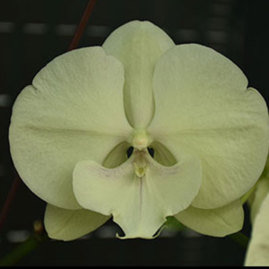 Phalaenopsis Green Butterfly Orchid with pale lime-green blooms, a healthy colourful orchid plant for gifting in India