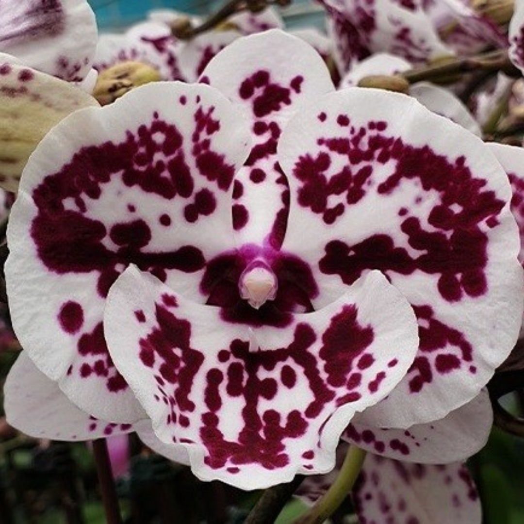 Phalaenopsis Liou Lin R Lip flower with white petals and bold burgundy-purple markings and a pink-purple lip