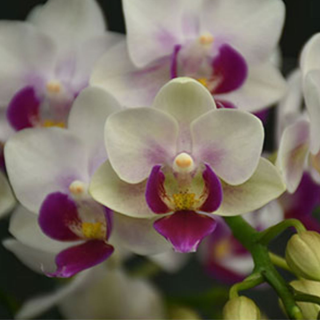 Phalaenopsis Pink Beauty Orchid with pink blooms on an arching spike, a healthy colourful orchid plant for gifting