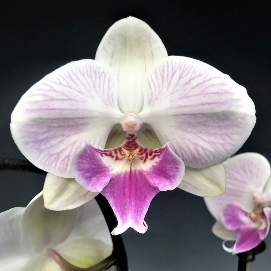 Phalaenopsis Purple Smile Orchid with rich purple blooms on an arching spike, a healthy colourful orchid plant for gifting