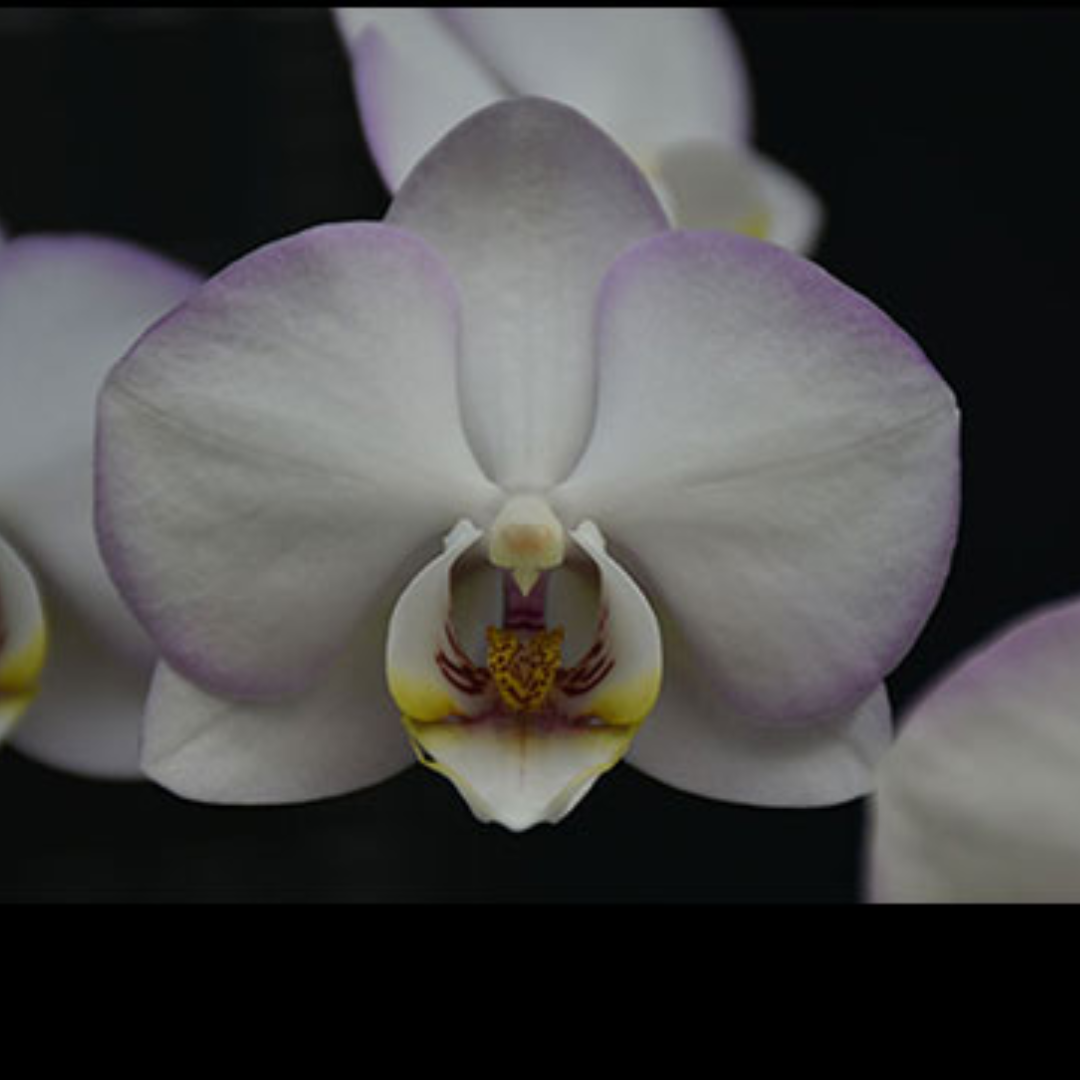 Phalaenopsis Snow White Ring Orchid with elegant white blooms, a healthy orchid plant for gifting and home decor in India