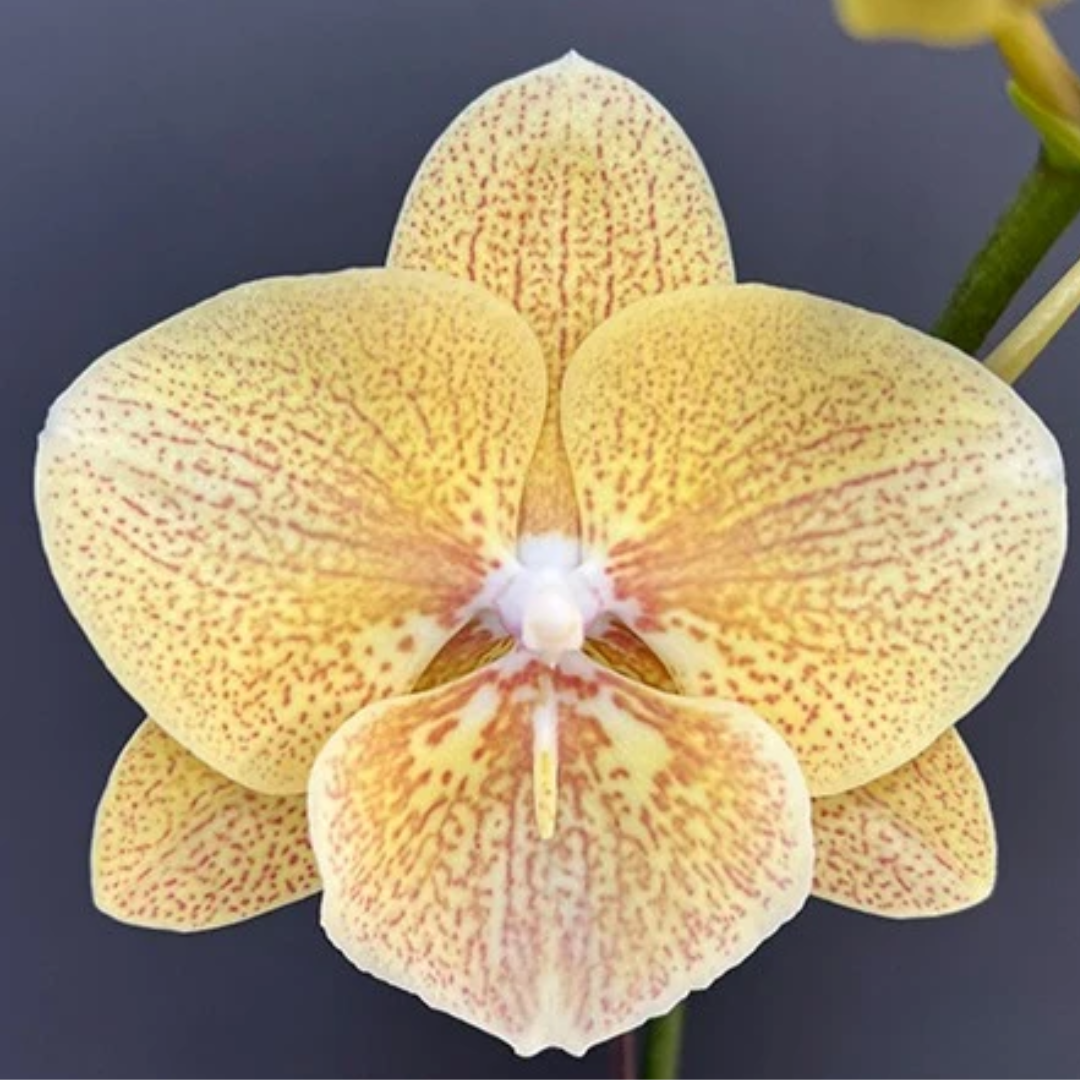 Phalaenopsis Yellow Chameleon orchid flower with soft yellow petals and delicate reddish-orange speckled markings
