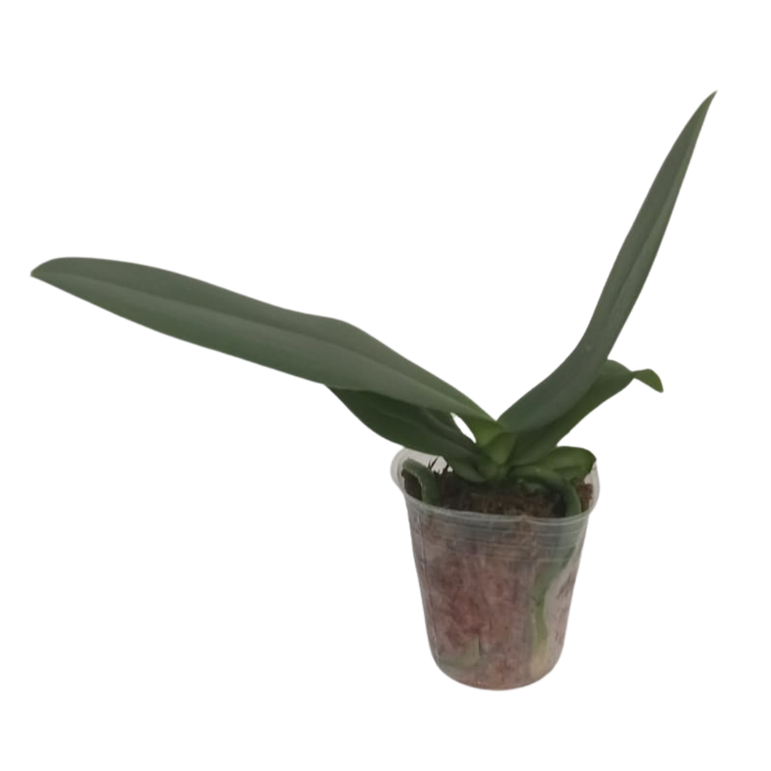 Phalaenopsis Pink Four Peace Orchid with soft pink blooms on an arching spike, a healthy colourful orchid plant for gifting in India