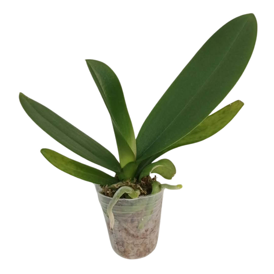 Phalaenopsis Pink Tie Orchid with elegant pink blooms on an arching spike, a healthy colourful orchid plant for gifting in India