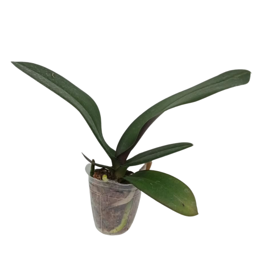 Phalaenopsis Snow White Ring Orchid with elegant white blooms, a healthy orchid plant for gifting and home decor in India