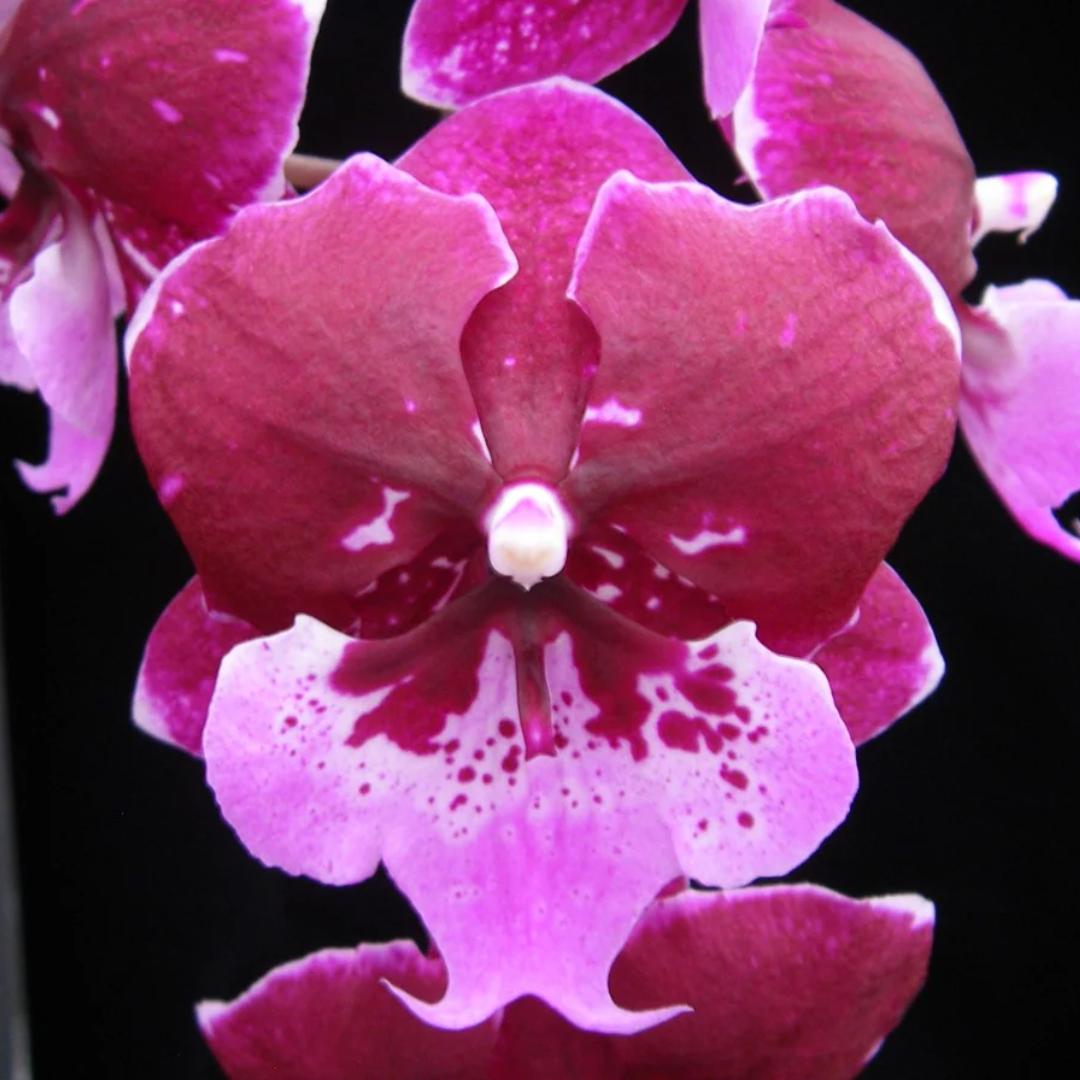 Phalaenopsis Chia Shing Hot Kiss orchid flower with rich burgundy pink blooms live Phalaenopsis orchid plant with unique pattern online India
