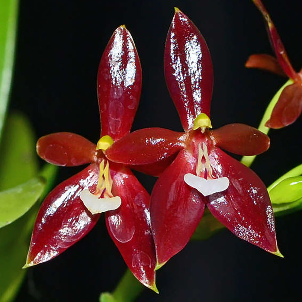 Phalaenopsis cornu-cervi ‘Red’ orchid flower with deep ruby red star shaped blooms, bright yellow center, and exotic tropical orchid beauty ideal for orchids online India, rare Phalaenopsis species collections, and indoor flowering orchid displays.